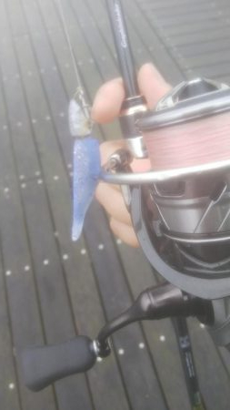 ガシラ30 小サバ10