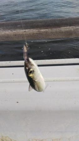 アコウ１ ガシラ39  小サバ１