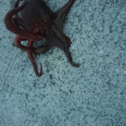 タコ釣り