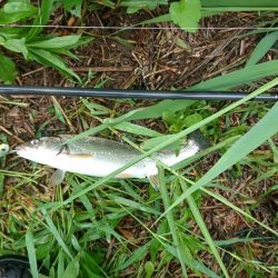 シーバス!シーバス!シーバス!