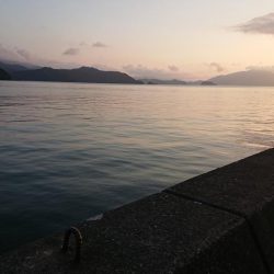 デカいのもいるやん!