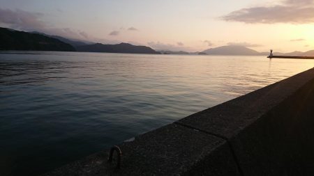 デカいのもいるやん!