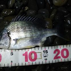 余ったイソメでキビレ釣り