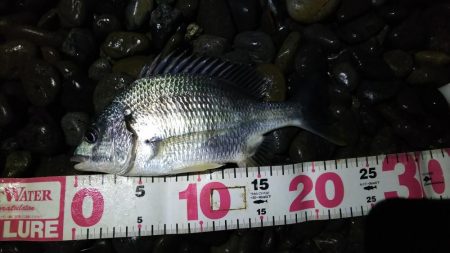 余ったイソメでキビレ釣り