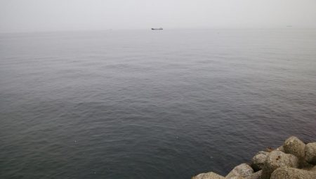 小サバしかいてない