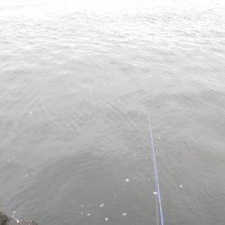 やっぱりサバ多いな！！