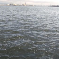 サバしか居てないやん