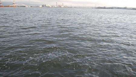 サバしか居てないやん