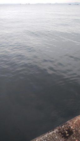 サバ、さば、鯖、SABAのちツバス