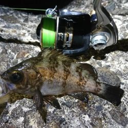 そろそろ厳しいか