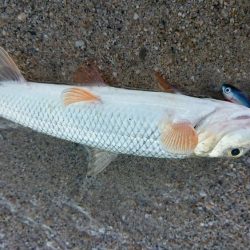 初夏の琵琶湖らしいフィネスゲーム