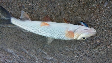 初夏の琵琶湖らしいフィネスゲーム