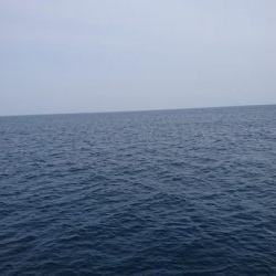 ロックフィッシュ