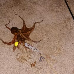 自作タコエギで釣ったよ！