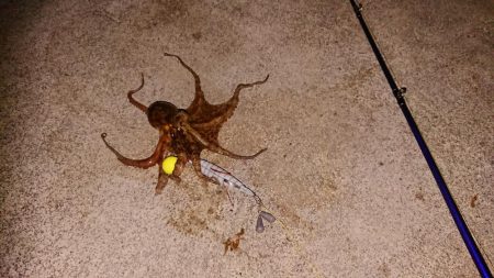 自作タコエギで釣ったよ！