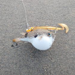 フラットフィッシュ狙いがて…