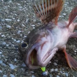 早起きの甲斐が……