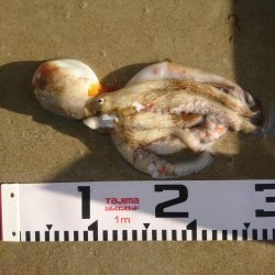 朝マズメ、タコング調査。タコカウント2匹目ｗ