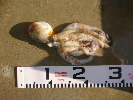 朝マズメ、タコング調査。タコカウント2匹目ｗ