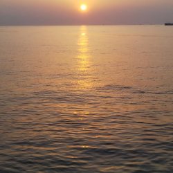 朝マズメ――タチウオ