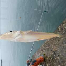 雨の播磨新島釣行