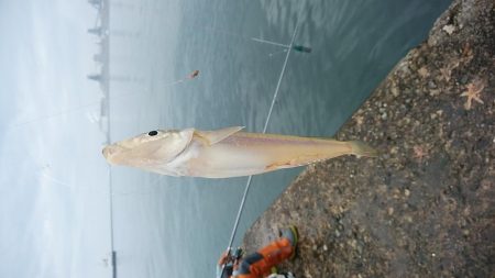 雨の播磨新島釣行
