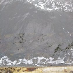 渋い朝マヅメでしたが最後にご褒美が……