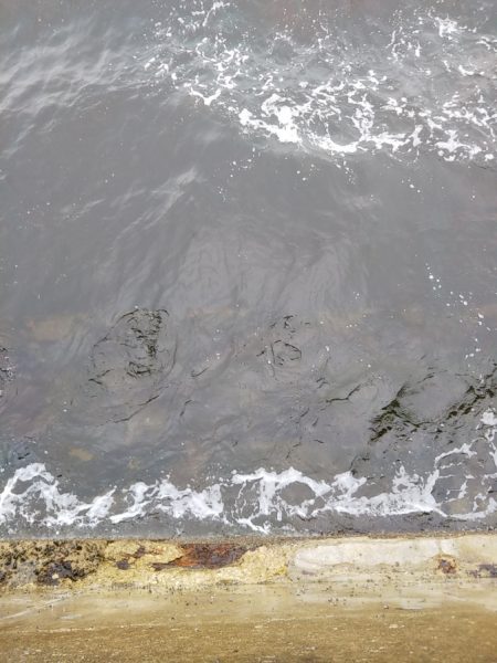 渋い朝マヅメでしたが最後にご褒美が……