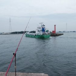 高砂港へキス調査Ⅱ