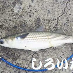 昨日の５匹ではたりないんで、アジ釣り。