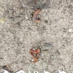 昼間っからのキス狙い。