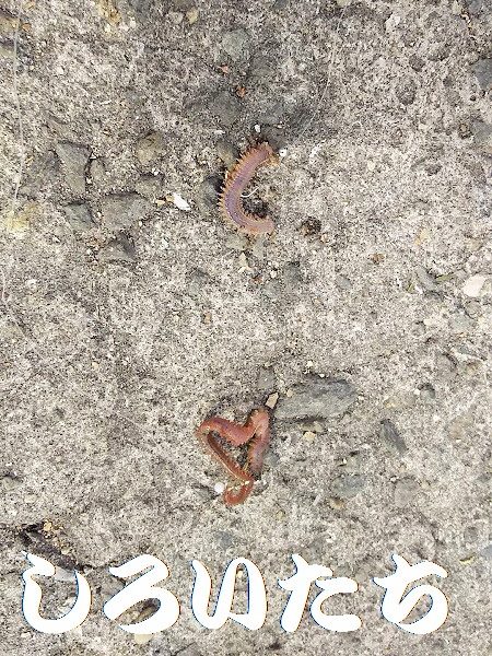 昼間っからのキス狙い。