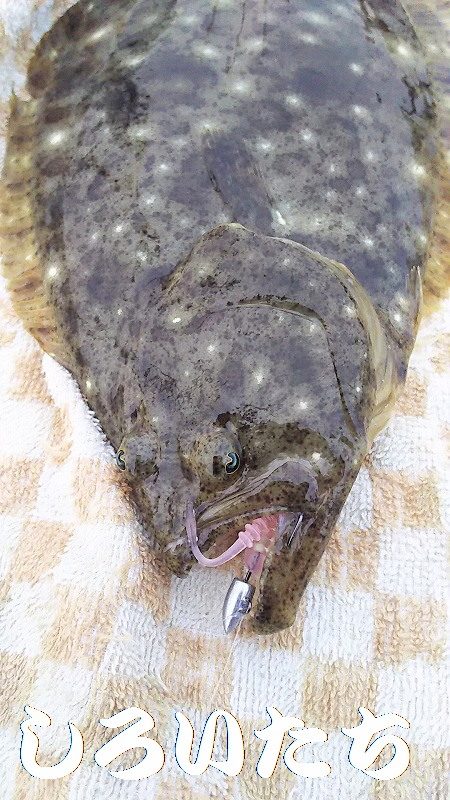 今日も、メバリングでしたが・・・