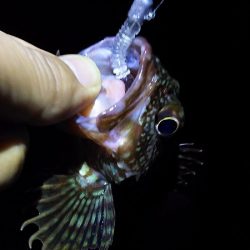 ガシリングになってしもたぁ～。