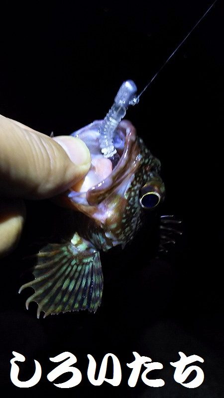 ガシリングになってしもたぁ～。