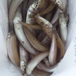 群れてはいるけど・・・