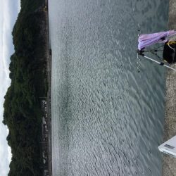 ちょい投げ調査