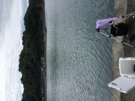 ちょい投げ調査