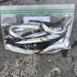 イワシさんいる