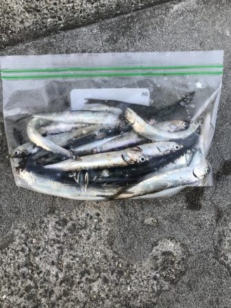 イワシさんいる