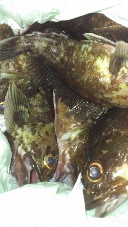 癒しのガシラ釣り