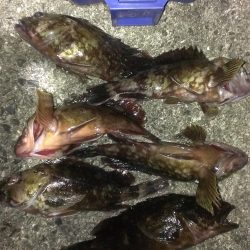 大餌で大ガシラ狙い