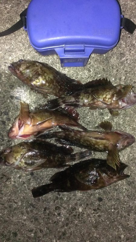 大餌で大ガシラ狙い