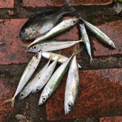 ツバス13匹、アジ10匹