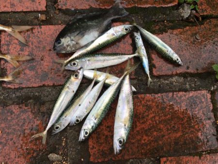 ツバス13匹、アジ10匹