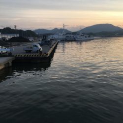 アジ12匹、チャリコ2匹、コサバ43匹