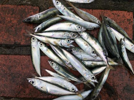 アジ、ツバス、コサバ