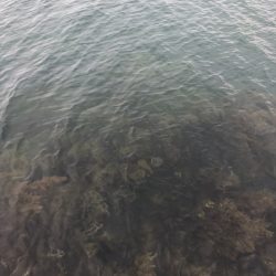 飴色のモンスター