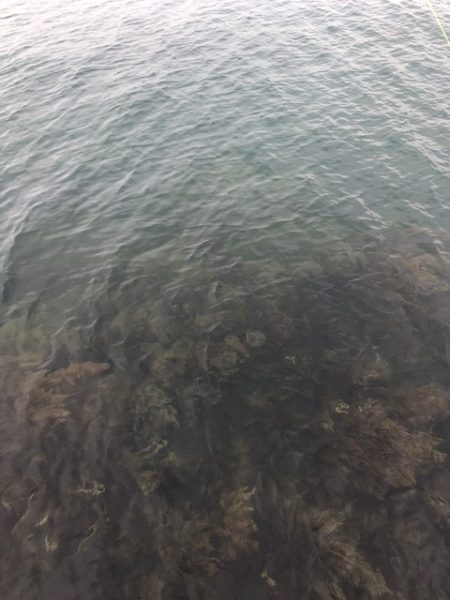 飴色のモンスター