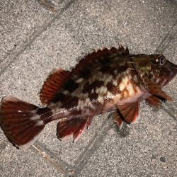 メバルもそろそろ終了か